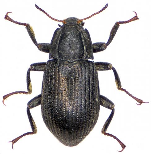 Réf. 279 433 : Limnius volckmari